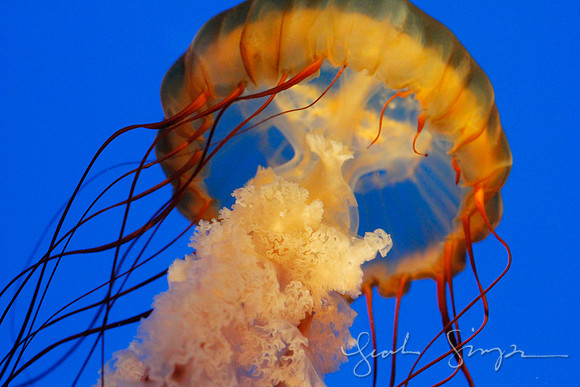 Squid-2