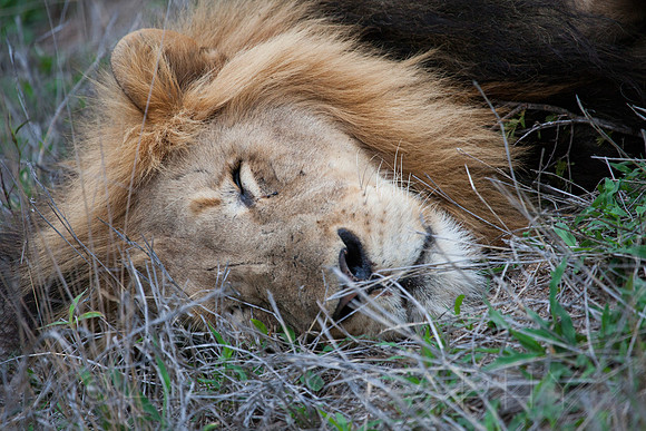 2014 South Africa-24