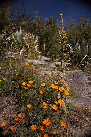 New Zealand-14