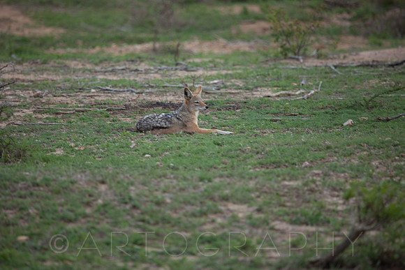2014 South Africa-6