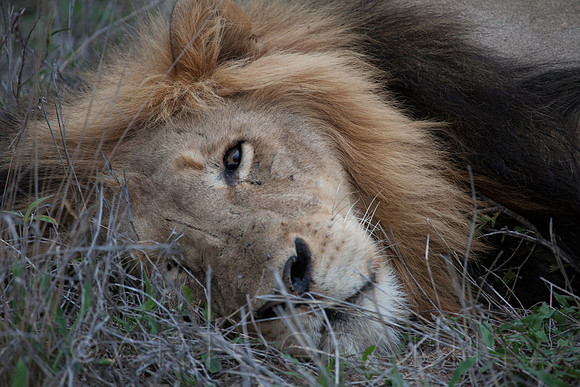 2014 South Africa-22