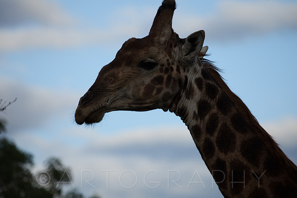 2014 South Africa-15
