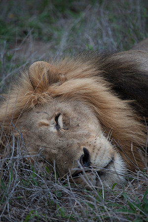 2014 South Africa-25