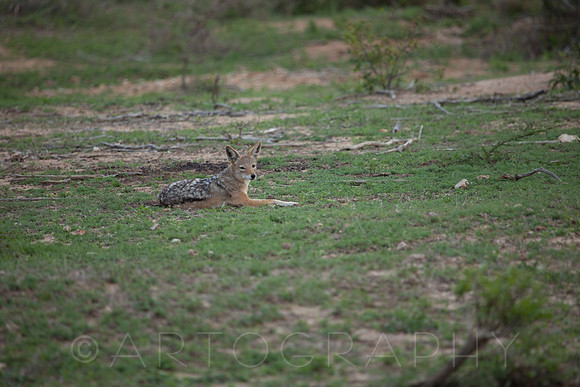 2014 South Africa-7