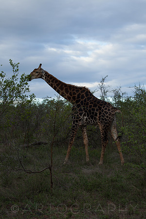 2014 South Africa-16