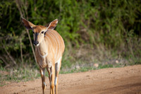 2014 South Africa