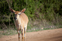 2014 Africa Negs