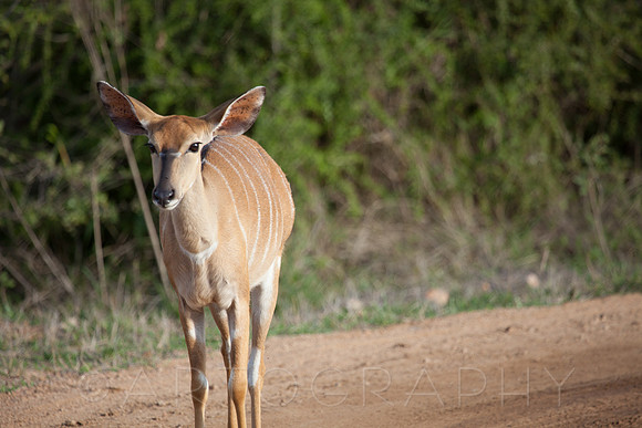 2014 South Africa-1