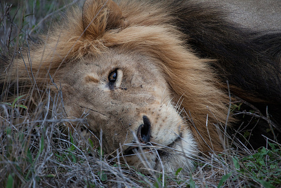 2014 South Africa-22
