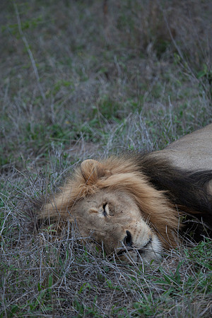2014 South Africa-26