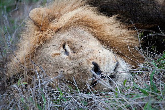 2014 South Africa-27