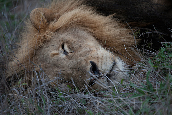 2014 South Africa-24