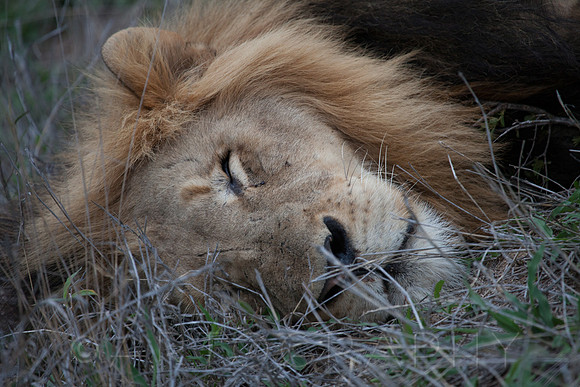 2014 South Africa-27