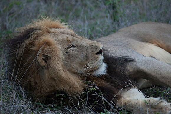 2014 South Africa-32