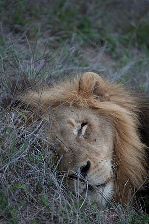 2014 South Africa-29