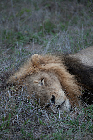 2014 South Africa-28