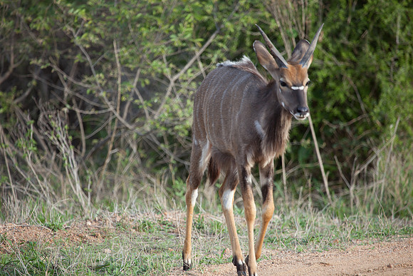 2014 South Africa-2