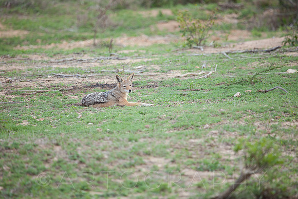 2014 South Africa-7