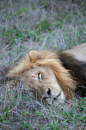 2014 South Africa-28