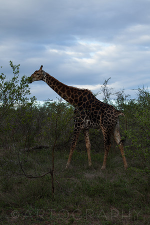 2014 South Africa-16
