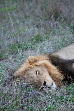 2014 South Africa-26
