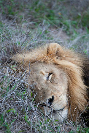 2014 South Africa-29