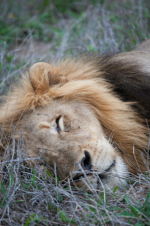 2014 South Africa-25