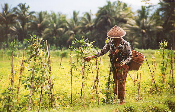 03-Indonesia-2