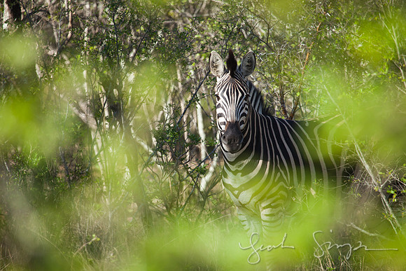 2014 South Africa-152