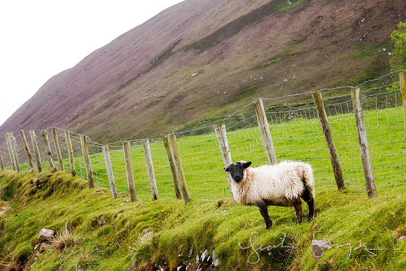 Irish Sheep-2