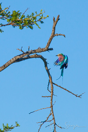 2014 South Africa-224