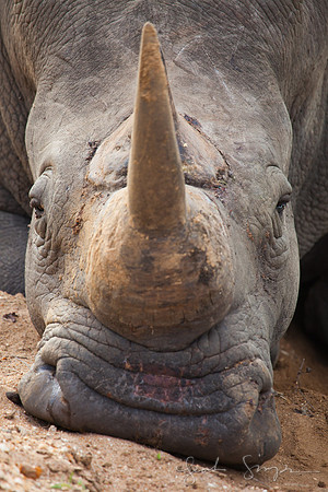 2014 South Africa-582